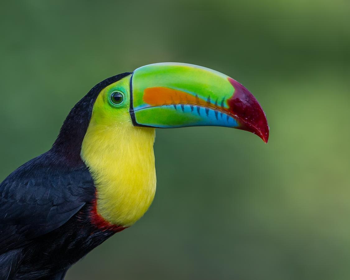 Tifakara Boutique Hotel & Birding Oasis La Fortuna Eksteriør billede